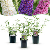 Green boutiQ - Trädgårdsväxt - Buddleja davidii Tricolour - Fjärilsbusk - Vinterhard - Blå - Rosa - Vit - 3 Växter - Kruka 17cm - Höjd 45cm