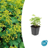 Alchémille en godet - Alchemilla mollis - H 10-25 cm, pot Ø9 cm - photo 2