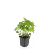 Géranium noueux en godet - Geranium nodosum - H 10-25 cm, pot Ø9 cm - photo 2