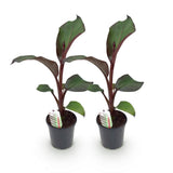Green boutiQ - Fruitplant - Bananen plant - Ensete ventricosum Maurelli - Winterhard - 2 växtn - Kruka 17cm Hoogte 40cm