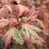 Green boutiQ - Terrasplant - Japanse Esdoorn - Acer palmatum Iyoshi - Roze - 2 Växtn - Bladverliezend - Kruka 19cm Hoogte 70cm