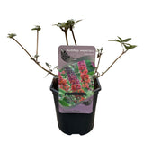 Green boutiQ - Vlinderstruik - Buddleja davidii Flower Power - Bloem Oranje Paars - 3 Växtn - 1m2 - Bladverliezend - Vlinderlokkend -  Kruka 17cm Hoogte 30cm