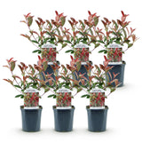La Green Touch - Häckväxter - Photinia fraseri Carre Rouge - grönt rött - 6 växter - 1 löpmeter - lövfällande - kruka 17cm höjd 55cm