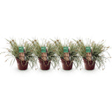 Green boutiQ - Siergrassen - Carex oshimensis Everest - Wit i Groen - 4 Växtn - Bladhoudend - Weinig Onderhoud - Kruka 17cm Hoogte 50cm
