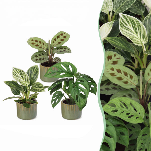 Baby plantes surprise avec cache-pots Linnea vert olive - lot de 3 à 12 mini plantes - pot Ø6 cm - photo 7