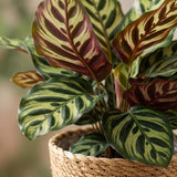 Green boutiQ - Kamerplant - Pauwenplant - Calathea Makoyana - Groen - Weinig onderhoud - 1 Plant - met Mand - Kruka 19cm - Hoogte 70cm
