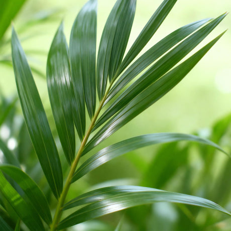 Green boutiQ - Kamerplant - Howea Forsteriana - Kentia Palm - Weinig Onderhoud - Groen - 1 Plant - met Mand - Kruka 19cm - Hoogte 80-85cm