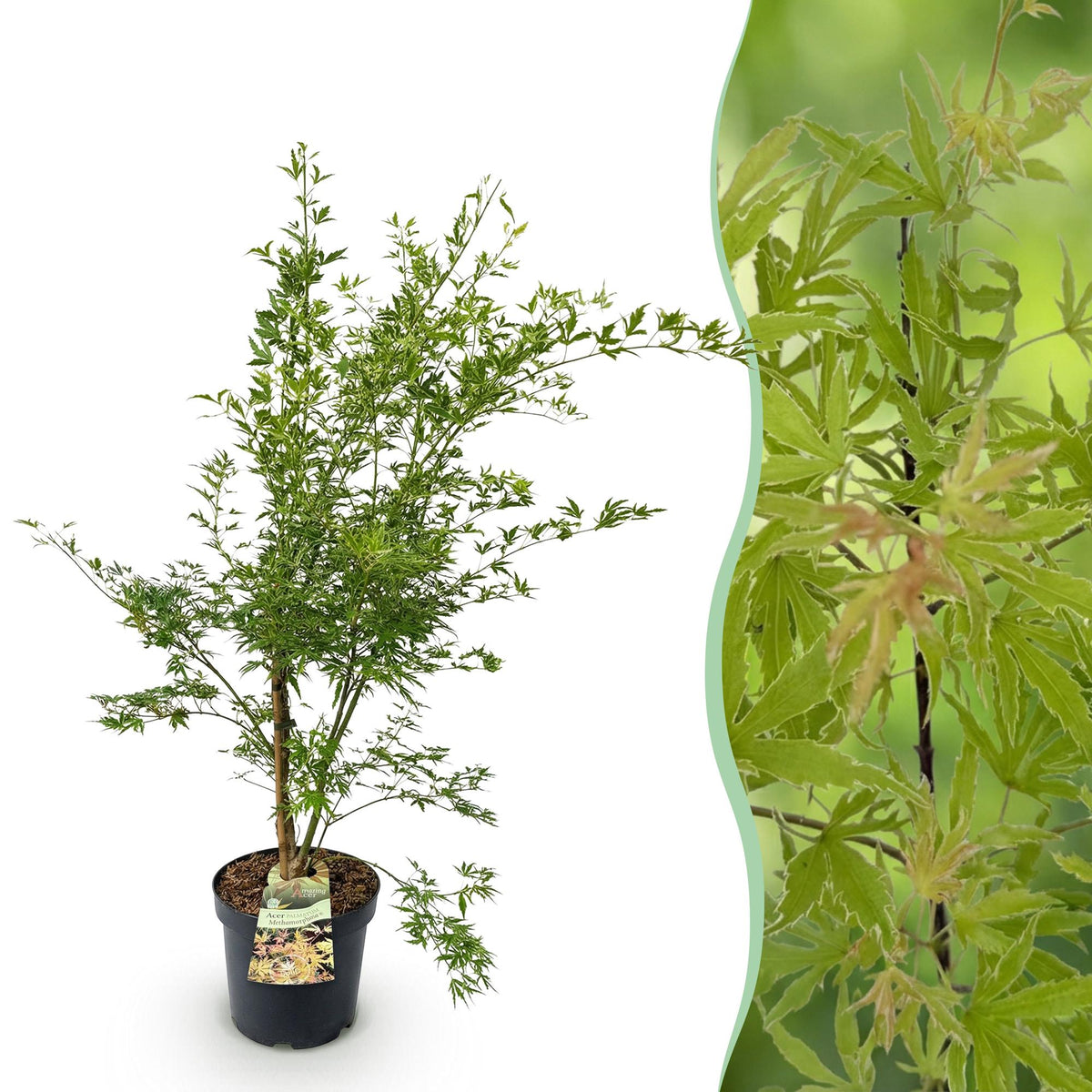 Érable du Japon Metamorphosa - H 90 cm, pot Ø26 cm