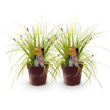Green boutiQ - Siergrassen -  Carex oshimensis Everillo - Geel - 2 Växtn - Bladhoudend - Weinig Onderhoud - Kruka 17cm Hoogte 50cm