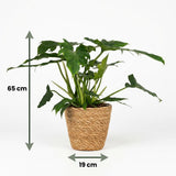 Green boutiQ - Kamerplant - Philodendron - Philodendron Lacerum - Groen - Weinig onderhoud - 1 Plant - met Mand - Kruka 19cm - Hoogte 65cm
