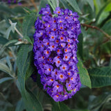 Green boutiQ - Vlinderstruik - Buddleja davidii Empire Blue- Bloem Blauw - 1 Plant - Bladverliezend - Vlinderlokkend -  Kruka 17cm Hoogte 25cm
