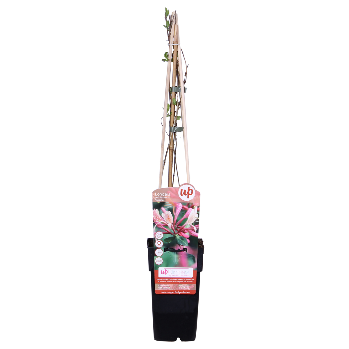 4x - Lonicera periclymenum 'Belgica' - ↨65cm - Ø15