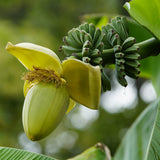 Green boutiQ - Fruitplant - Bananen plant - Musa Basjoo - Winterhard - 2 växtn - Kruka 12cm Hoogte 30cm