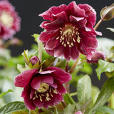 Green boutiQ - Tuinplant - Lenten Rose - Helleborus orientalis Double Ellen Red - Rode Bloem -1 Plant - Groenblijvend - Kruka 14cm Hoogte 35cm