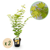 Green boutiQ - Terrasplant - Japanse Esdoorn - Acer palmatum Jordan - Geel - 2 Växtn - Bladverliezend - Kruka 19cm Hoogte 70cm