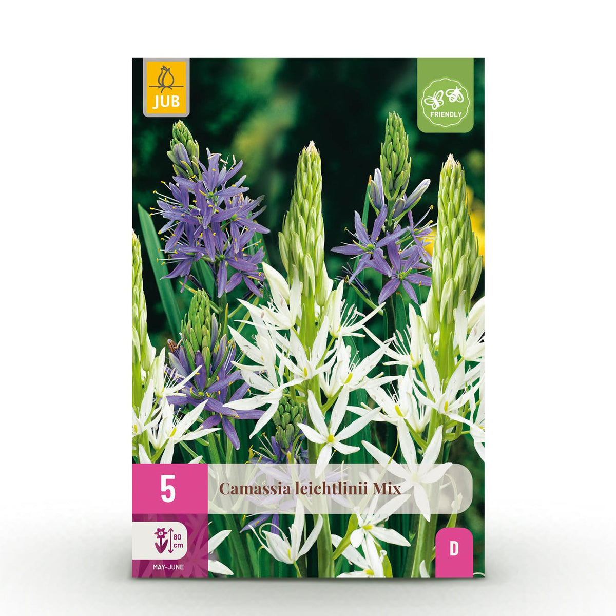 Green boutiQ - Bloembollen - Camassia Leichtlinii Mix - Kleur Paars i Wit - 5 stuks - Bolmaat 12/14 - XXL Pack