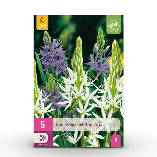 Green boutiQ - Bloembollen - Camassia Leichtlinii Mix - Kleur Paars i Wit - 5 stuks - Bolmaat 12/14 - XXL Pack