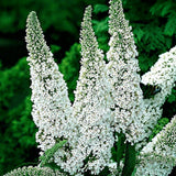 La Green Touch - Trädgårdsväxt - Buddleja davidii White Profusion - Fjärilsbusk - Winterhard - Vit - 3 Plantor - Kruka 17cm - Höjd 45cm