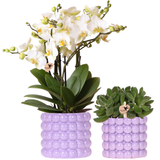 Kolibri Orchids | Växtnset Poppy Paars | Witte Lausanne orchidee 12 cm + groene plant 9 cm incl. sierpotten – vers van de kweker