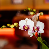 Kolibri Orchids | Giftset Large White | Gibraltar orchidee Ø9cm + groene växtn – incl. sierpotten, standaard & rieten dienblad – vers van de kweker