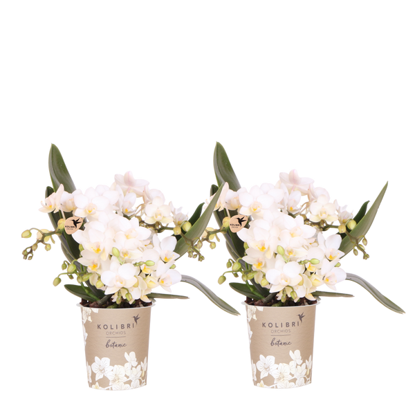 Orchidées Phalaenopsis blanches Botanic Nazaré - lot de 2 - pot Ø9 cm