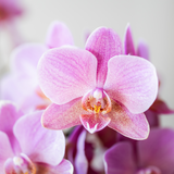 Kolibri Orchids - Surprise box mix - växtn voordeel box - verrassingsbox met 2 verschillende orchideeën Ø9cm - vers van de kweker