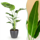 Green BoutiQ - Kamerväxtn - Strelitzia Nicolai - Paradijsvogelbloem - Weinig onderhoud - Groen - 1 Plant - met Potter Grijs - Kruka 21cm - Hoogte 110-120cm