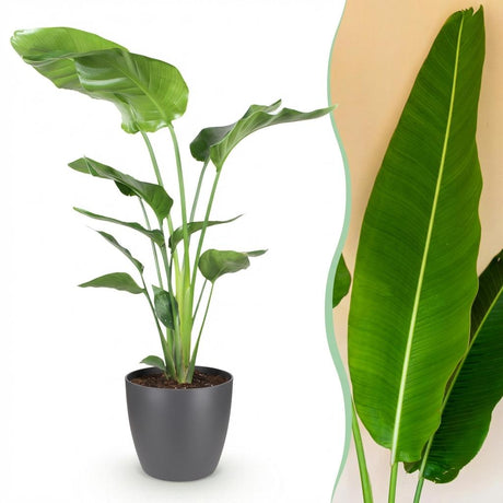 Green BoutiQ - Kamerväxtn - Strelitzia Nicolai - Paradijsvogelbloem - Weinig onderhoud - Groen - 1 Plant - met Potter Grijs - Kruka 21cm - Hoogte 110-120cm