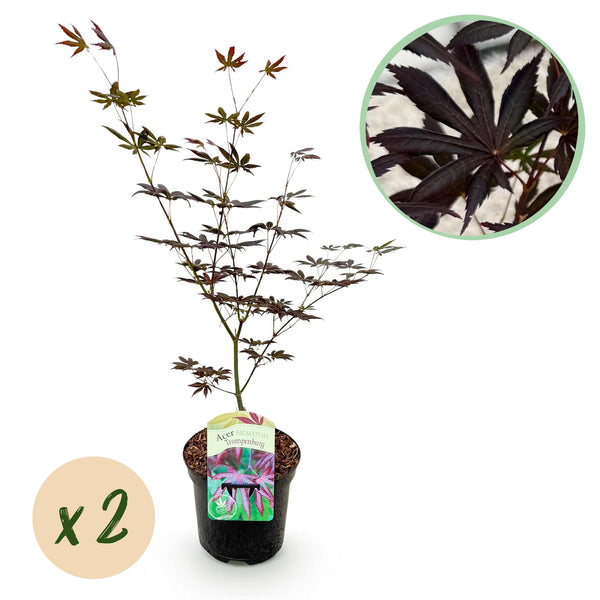 Green boutiQ - Terrasplant - Japanse Esdoorn - Acer palmatum Trompenburg -Donker Paars - 2 Växtn - Bladverliezend - Kruka 19cm Hoogte 70cm
