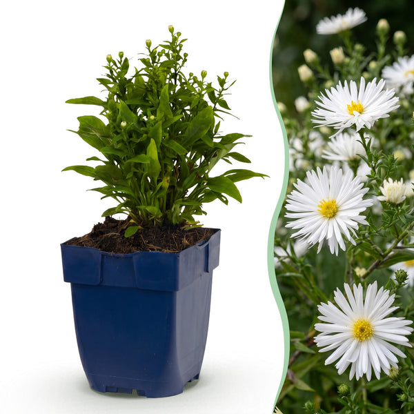 Aster nain blanc - H 15-25 cm, pot Ø11 cm