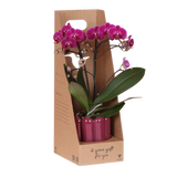 Orchidée Phalaenopsis violette Mineral Morelia - cache-pot Retro violet et boîte cadeau - pot Ø9 cm