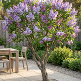 La Green Touch - Trädgårdsväxt - Syringa vulgaris Michel Buchner - Vanlig Syrén - Winterhård - Rosa - 1 Växt - Kruka 17cm - Höjd 45cm