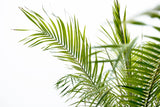 Phoenix Roebelenii op stam - 210cm - 200cm