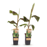 Green boutiQ - Fruitplant - Japanse vezelbanaan - Musa Ever Red - Winterhard - 2 växtn - Kruka 15cm Hoogte 50cm