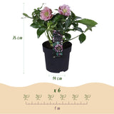 Green boutiQ - Tuinplant - Lenten Rose - Helleborus orientalis Double Tricolour - Roze - Rode - Witte Bloem -3 Växtn - Groenblijvend - Kruka 14cm Hoogte 35cm