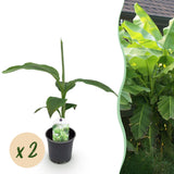 Green boutiQ - Fruitplant - Bananen plant - Musa Basjoo - Winterhard - 2 växtn - Kruka 12cm Hoogte 30cm