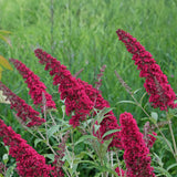 Green boutiQ - Tuinplant - Buddleja davidii Royal Red - Vlinderstruik - Winterhard - Rood - 3 Växtn - Kruka 17cm - Hoogte 45cm