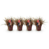 Green boutiQ - Siergrassen - Uncinia rubra Everflame  - Rood - 4 Växtn - Bladhoudend - Weinig Onderhoud - Kruka 17cm Hoogte 50cm