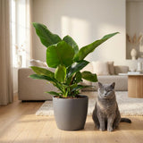 Green boutiQ - Kamerplant - Philodendron - Philodendron Imperial Green - Groen - Weinig onderhoud - 1 Plant - met Mand - Kruka 19cm - Hoogte 65cm