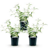 La Green Touch - Trädgårdsväxt - Buddleja davidii White Profusion - Fjärilsbusk - Winterhard - Vit - 3 Plantor - Kruka 17cm - Höjd 45cm