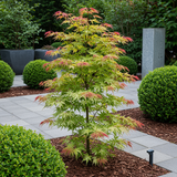 Green boutiQ - Terrasplant - Japanse Esdoorn - Acer palmatum Phoenix - Roze - 2 Växtn - Bladverliezend - Kruka 19cm Hoogte 70cm