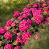 Green boutiQ - Trädgårdsväxt - Hydrangea Endless Summer Summer Love Red - Hortensia - Vinterhart - Röd - 1 Växt - Kruka 14cm - Höjd 20-25cm