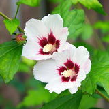 Green boutiQ - Trädgårdsväxt - Hibiskus syriacus Hamabo - Trädgård Hibiskus - Winterhard - Vit - Rosa - 3 växter - Kruka 17cm - Höjd 45cm