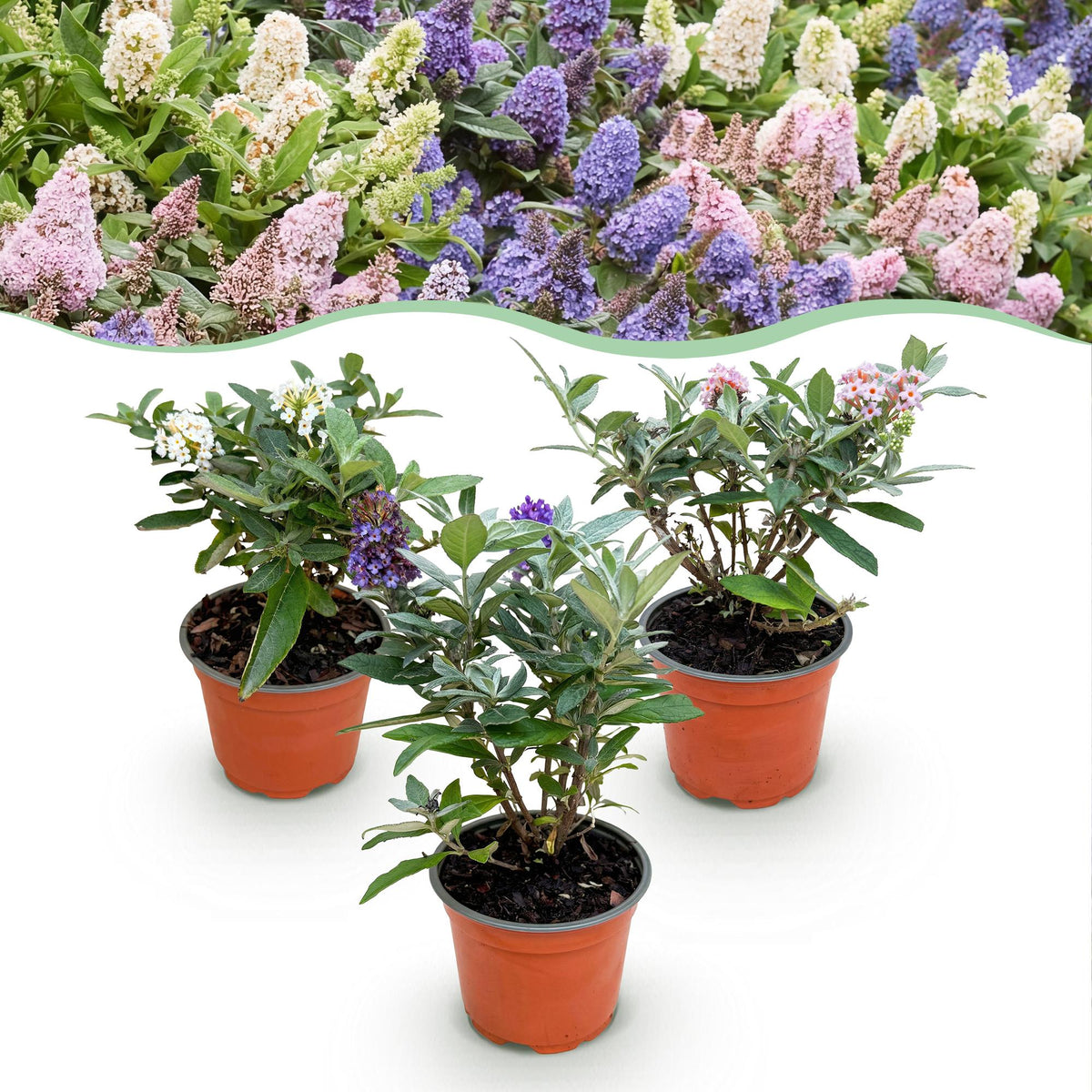 Green boutiQ - Trädgårdsväxt - Buddleja davidii Butterfly Candy Little Tricolour - Fjärilsbusk - Kompakt - Rosa-Vit-Lila - 3 Växter - Kruka 12cm - Höjd 20-25cm