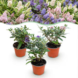 Green boutiQ - Trädgårdsväxt - Buddleja davidii Butterfly Candy Little Tricolour - Fjärilsbusk - Kompakt - Rosa-Vit-Lila - 3 Växter - Kruka 12cm - Höjd 20-25cm
