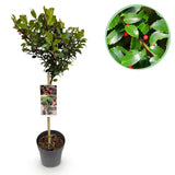 Green boutiQ - Tuinplant - Ilex meserveae Blue Maid - Plant op stam - Terras Plant - Bladverliezend - Weinig Onderhoud - Kruka 19cm Hoogte 90cm