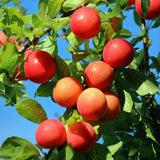 Green boutiQ - Fruitplant - Pruimen boom - Prunus domestica Victoria - Rode Pruim - Kruka 21cm Hoogte 90cm
