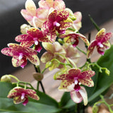 Orchidée Phalaenopsis jaune Mineral Grosseto en cache-pot Poppy orange - H 40 cm, pot Ø9 cm
