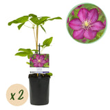Green boutiQ - Klimplant - Clematis Ville de Lyon - Bloem Roze - Weinig onderhoud -2 växtn -  Kruka 11cm Hoogte 40cm