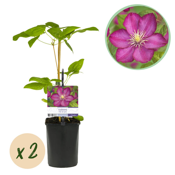 Green boutiQ - Klimplant - Clematis Ville de Lyon - Bloem Roze - Weinig onderhoud -2 växtn -  Kruka 11cm Hoogte 40cm
